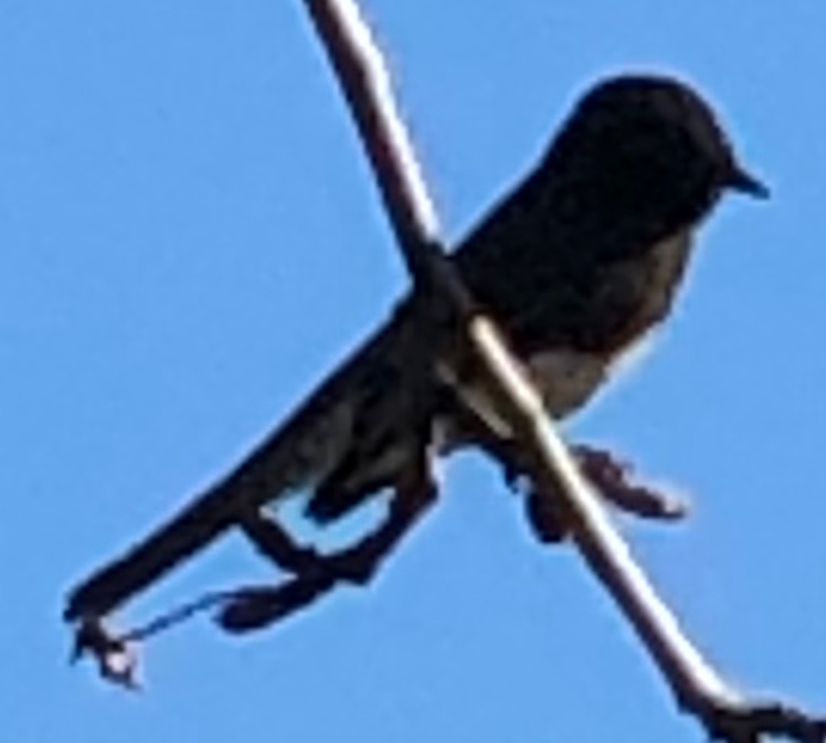 Black Phoebe